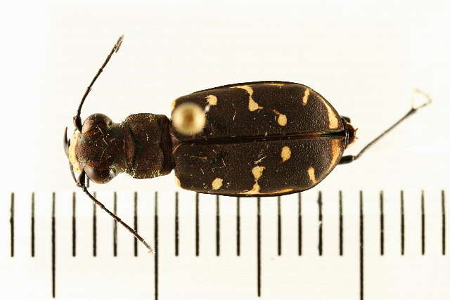 Image of Twelve-spotted Tiger Beetle