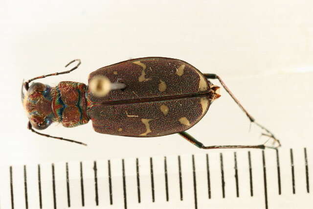 Image de Cicindela (Cicindela) duodecimguttata Dejean 1825