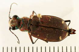 Image of Twelve-spotted Tiger Beetle