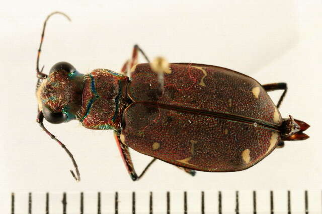 Image de Cicindela (Cicindela) duodecimguttata Dejean 1825