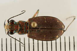 Image de Cicindela (Cicindela) duodecimguttata Dejean 1825