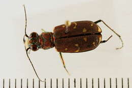 Image of Twelve-spotted Tiger Beetle