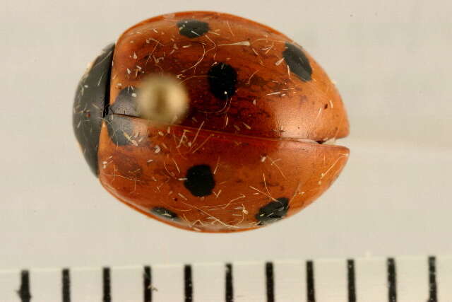 Image of lady beetles