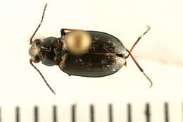 Слика од Bembidion (Bracteon) carinula Chaudoir 1868