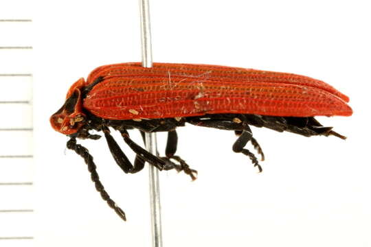 Слика од Dictyoptera aurora (Herbst 1784)