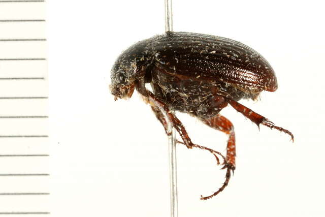 Image of Serica intermixta Blatchley 1910