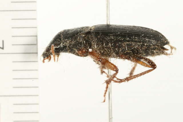 Plancia ëd Harpalus (Pseudoophonus) pensylvanicus (De Geer 1774)