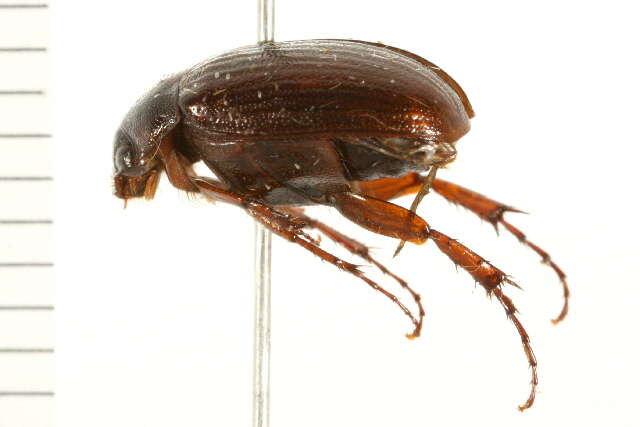 Image of Serica intermixta Blatchley 1910