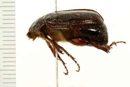 Image of Phyllophaga (Phyllophaga) nitida (Le Conte 1856)