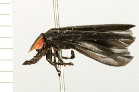 Image of Black Firefly