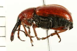 Image of Rose Curculio