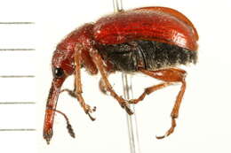 Image of Rose Curculio