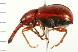 Image of Rose Curculio