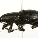 Image of Sphenophorus costipennis