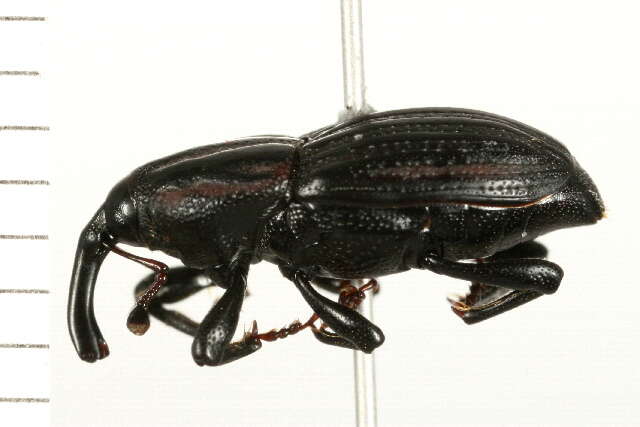 Image of Sphenophorus costipennis