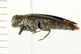 Imagem de Agrilus granulatus liragus Barter & Brown 1929