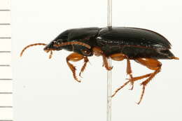 Plancia ëd Harpalus (Harpalus) herbivagus Say 1823