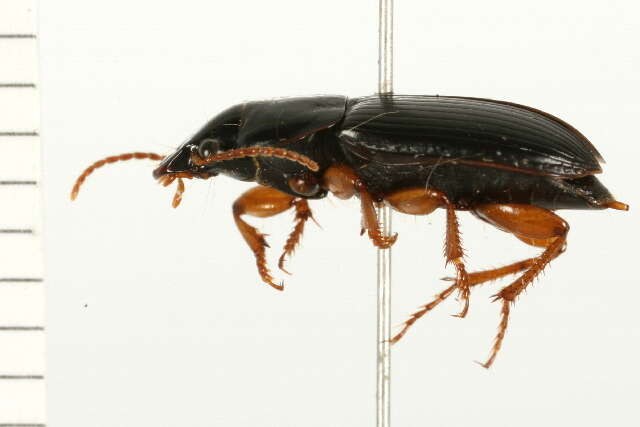 Plancia ëd Harpalus (Harpalus) herbivagus Say 1823