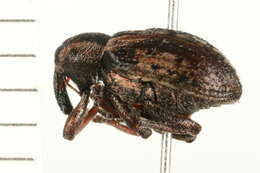 Image of <i>Hypera trivittata</i>