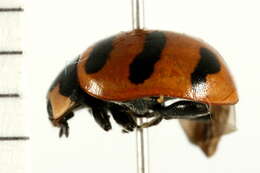 Image of Coccinella trifasciata perplexa Mulsant 1850