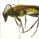 Image of <i>Lepturobosca chrysocoma</i>