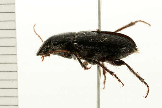 Image de Harpalus (Harpalus) reversus Casey 1924