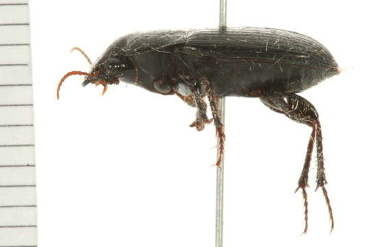 Image of Harpalus (Harpalus) reversus Casey 1924