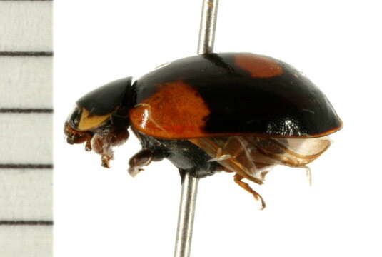 Image of twospotted lady beetle