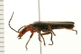 Image of <i>Podabrus pruinosus</i>