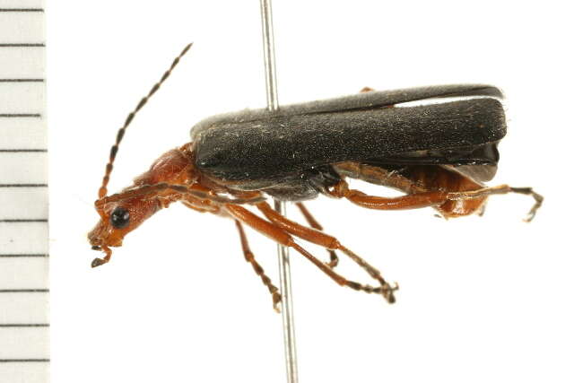 Image of <i>Podabrus pruinosus</i>