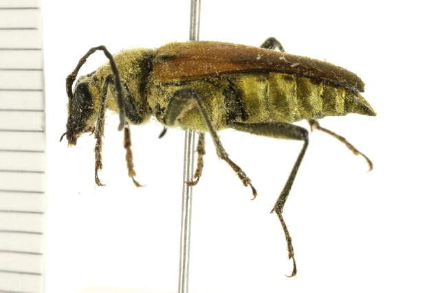 Image of <i>Lepturobosca chrysocoma</i>