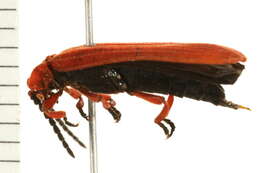 Слика од Dictyoptera simplicipes Mannerheim 1843