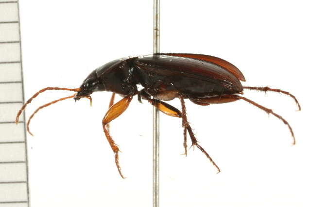 Image of Calathus (Neocalathus) ingratus Dejean 1828