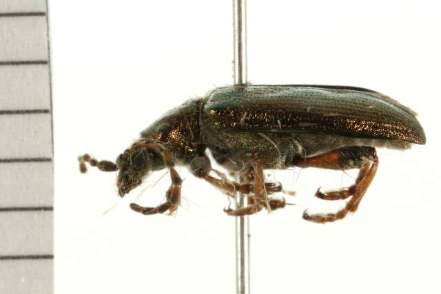 Image of reed leaf beetle