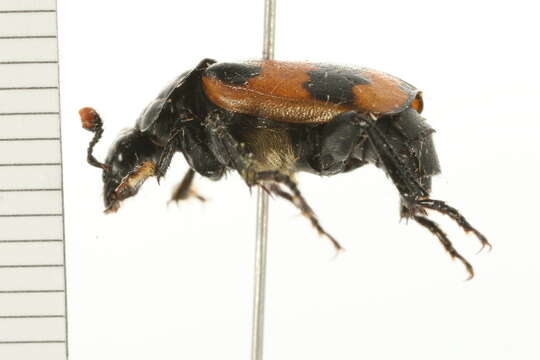 Image of Nicrophorus (Nicrophorus) investigator (Zetterstedt 1824)