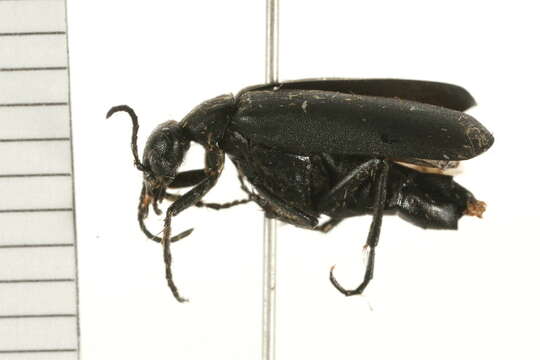 Image of Epicauta (Epicauta) pruinosa Le Conte 1866