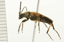 Image of Xestoleptura tibialis (Le Conte 1850)