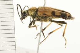 Image of Xestoleptura tibialis (Le Conte 1850)