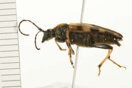 Image of Xestoleptura tibialis (Le Conte 1850)