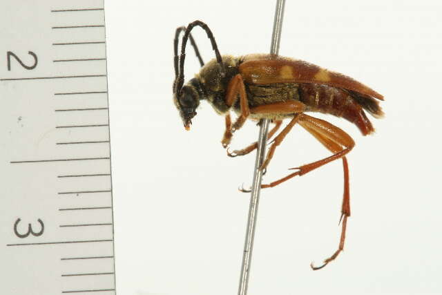 Image of Banded Longhorn