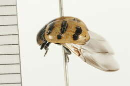 Image of Coccinella trifasciata perplexa Mulsant 1850