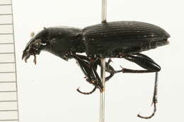 Plancia ëd Pterostichus (Petrophilus) melanarius (Illiger 1798)