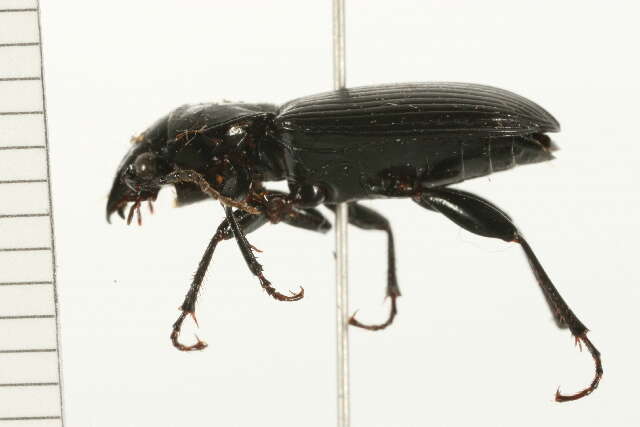 Plancia ëd Pterostichus (Petrophilus) melanarius (Illiger 1798)