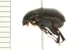 Image of Serica sericea (Illiger 1802)