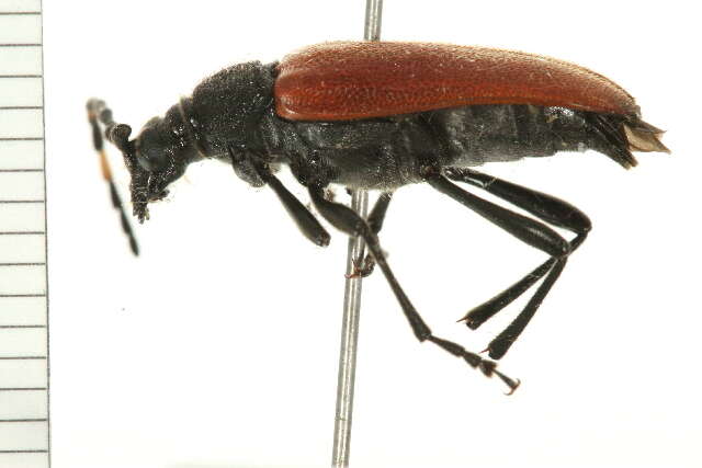 Image of Red-shouldered Pine Borer