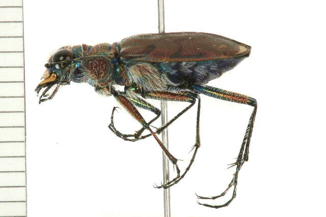 Image of Twelve-spotted Tiger Beetle