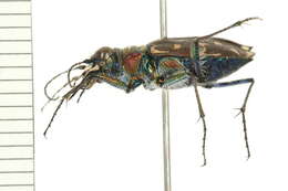 Image of Twelve-spotted Tiger Beetle