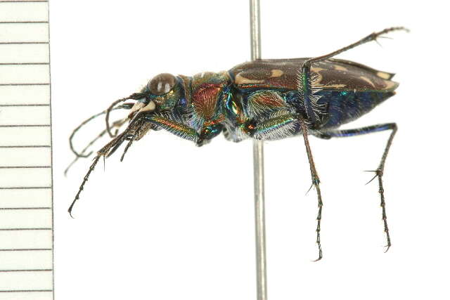 Image of Twelve-spotted Tiger Beetle