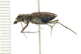 Image of Twelve-spotted Tiger Beetle