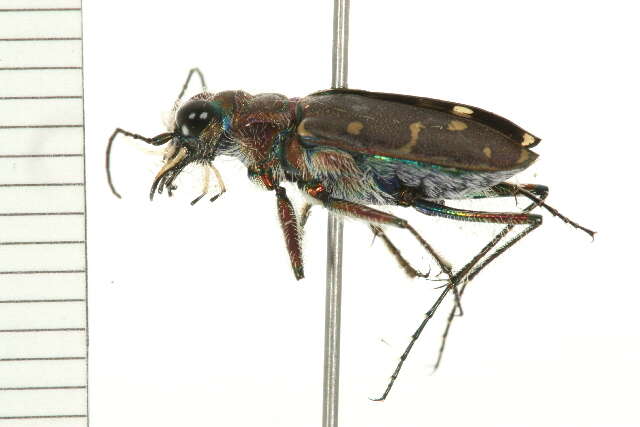 Image of Twelve-spotted Tiger Beetle